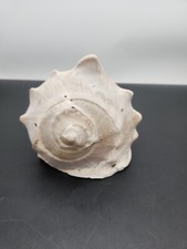 Queen Rimmed Conch Sea Shell