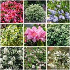 5X MIXED HARDY GARDEN SHRUBS 