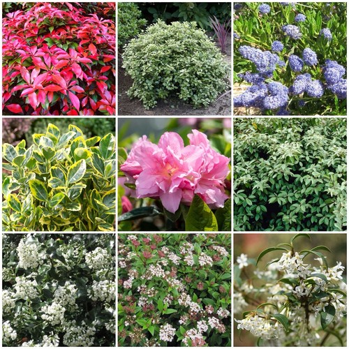 Mixed hardy shrubs - 5x,