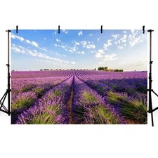 Purple Lavender Photography