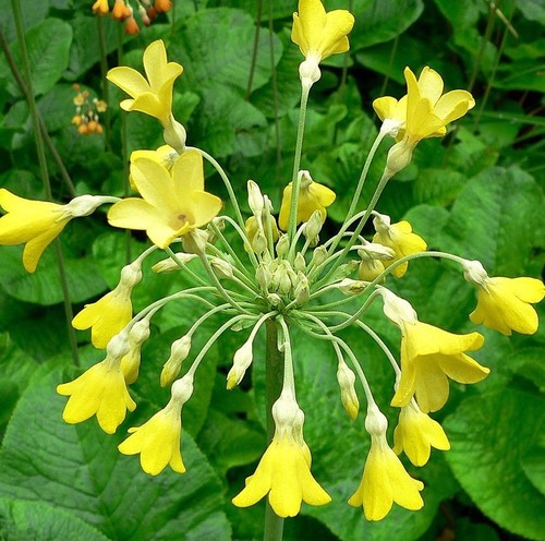 Tibetan cowslip primula - tibetan,