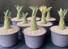 2-3cm 1pcs Dorstenia lavrani