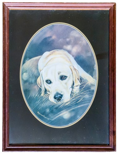 Golden labrador retriever - golden,