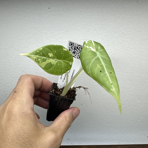 Alocasia maharani variegata - alocasia,