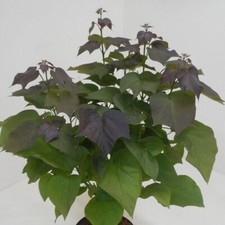 Purple Leaved Indian Bean Tree