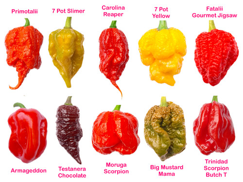 Worlds hottest chilli - worlds,
