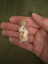 Squirrel Vertebrae In A Wee