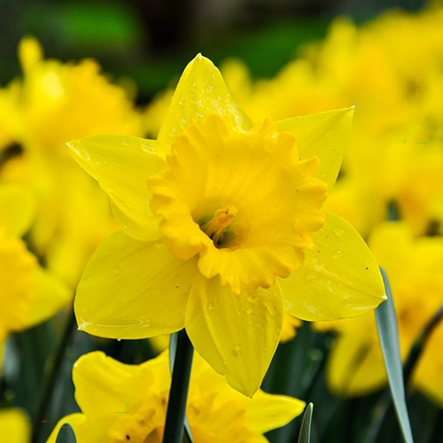 Daffodil trumpet yellow x - trumpet, 40