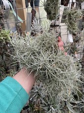 Tillandsia Marconae Airplant