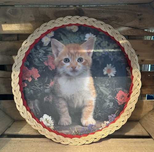 Vintage retro aged cat - cat, round