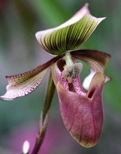 Rare Paphiopedilum curtisii