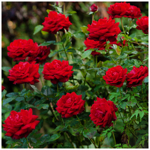 Ingrid bergman hybrid tea - bergman',