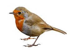 Set of 4 ROBINS VINYL STICKERS