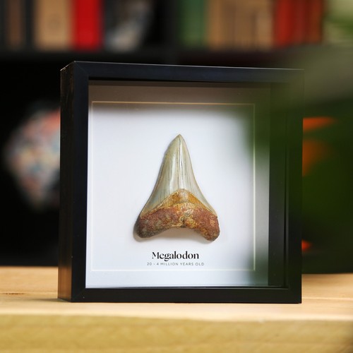 Framed authentic inch - authentic,