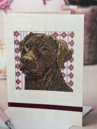Chocolate labrador pet - chocolate,