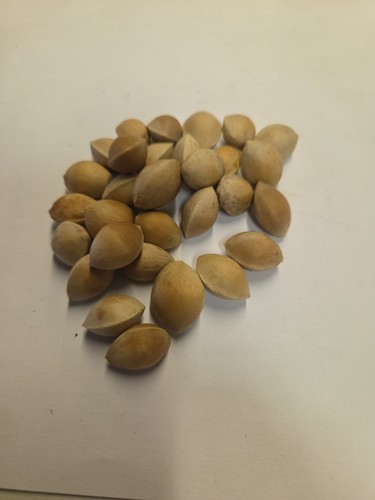 Maidenhair ginkgo biloba - maidenhair,,