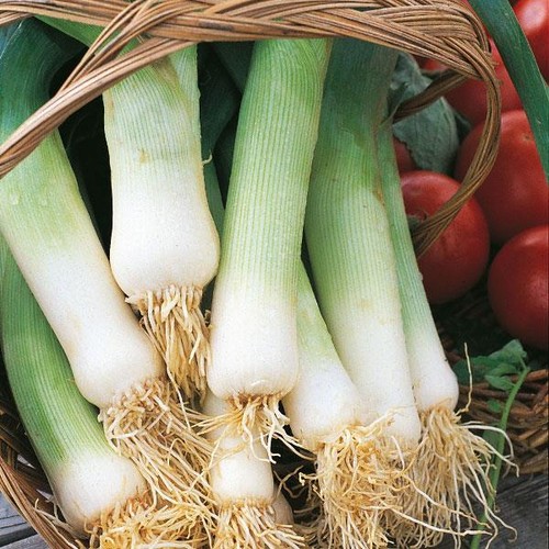 Leek musselburgh - leek, ‘musselburgh’