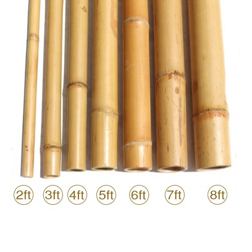 Bamboo canes garden - canes, plant