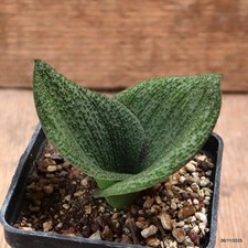 D7294 MASSONIA PUSTULATA