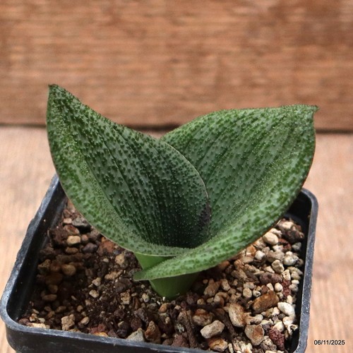 D7294 massonia pustulata - massonia,