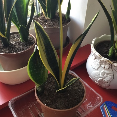 Sansevieria golden flame - sansevieria,