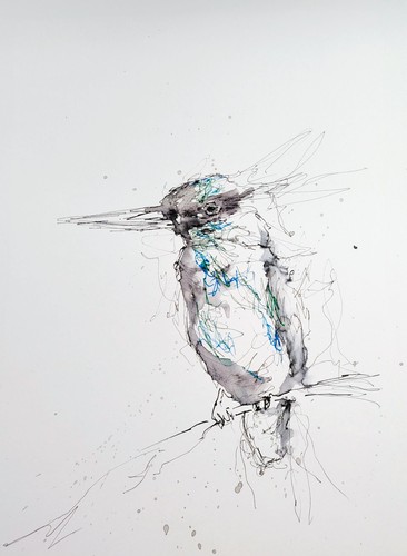 Original kingfisher ink sketch - kingfisher,
