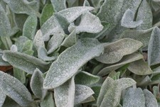 Minolta AF 50mm f/1.7 Prime