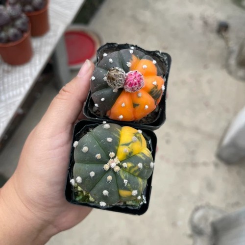 2pcs 2cm succulent - succulent, cactus