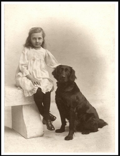 Flat coated retriever little - retriever,