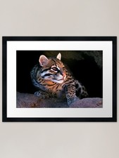 Ocelot - Tucson Desert Museum