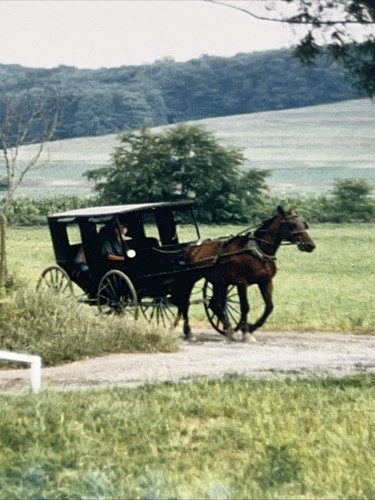 Pastoral scene horse - pastoral, &