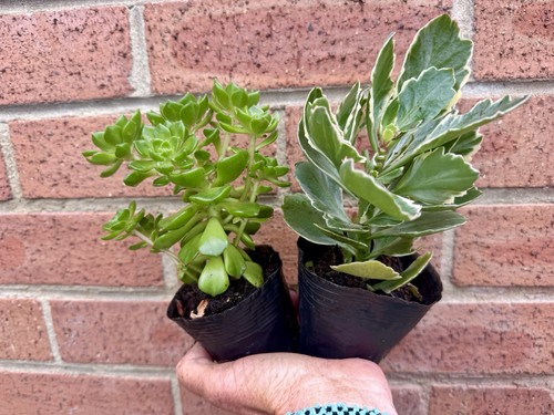 Aeonium haworthii kalanchoe - aeonium, &