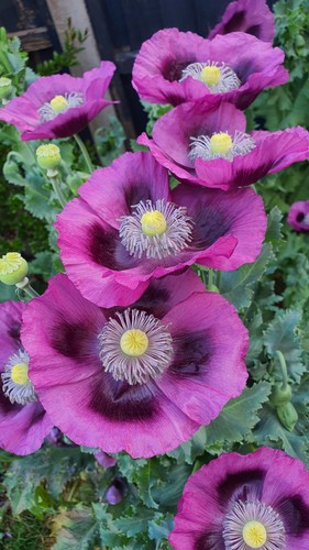 Poppy seeds 3000 giant - poppy, p