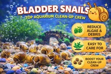 Bladder Snails X10 – Healthy