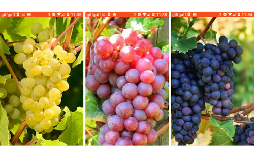 Vine grape mix unrooted - grape,