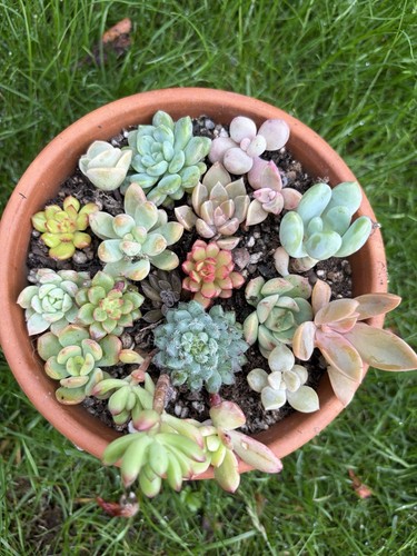 Different succulents bundle - 20,