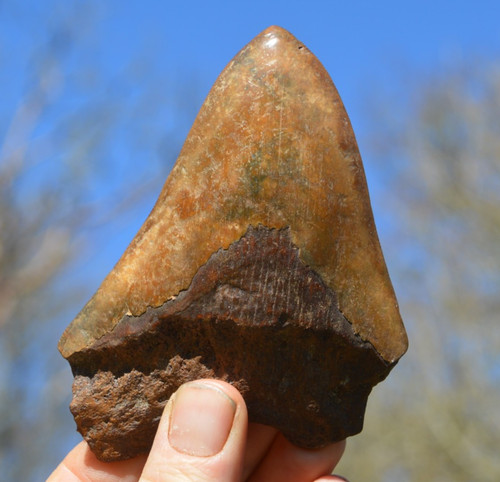 Wow genuine megalodon - wow,,