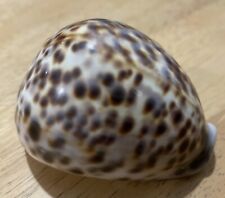 LARGE LEOPARD TIGER COWRIE