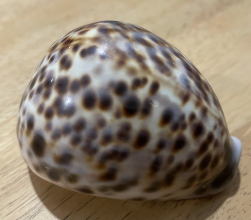 Large leopard tiger - leopard, cowrie