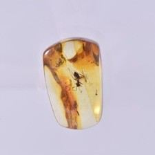 Baltic Amber Fossil Insect inclusion Ant Encased In Amber With Display Frame
