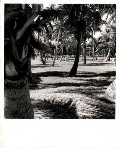 Ld349 1967 original - original, didio