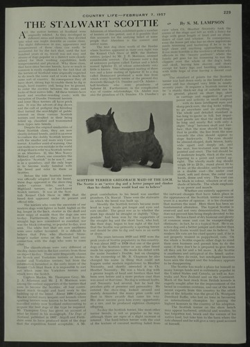 The stalwart scottie - the,