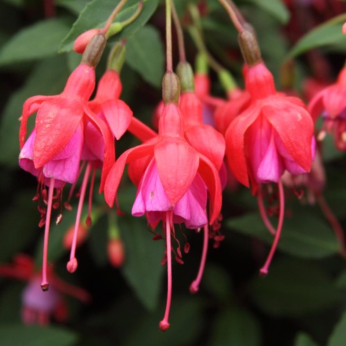 Fuchsia son thumb plants - fuchsia,