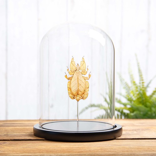 Gray leaf taxidermy - taxidermy, insect