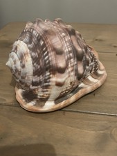 Indo Pacific Natural Bull's Mouth Helmet Large Conch Sea Shell Perfect Form 