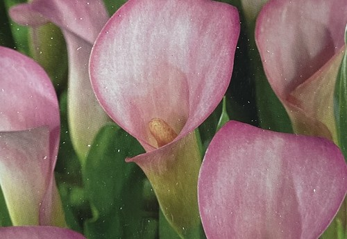 Calla lilly zantedeschia - 2,