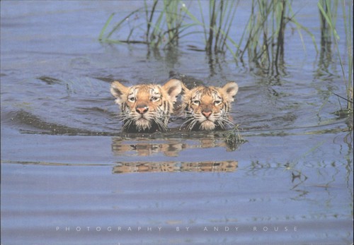 Andy rouse tiger - cubs, swimming