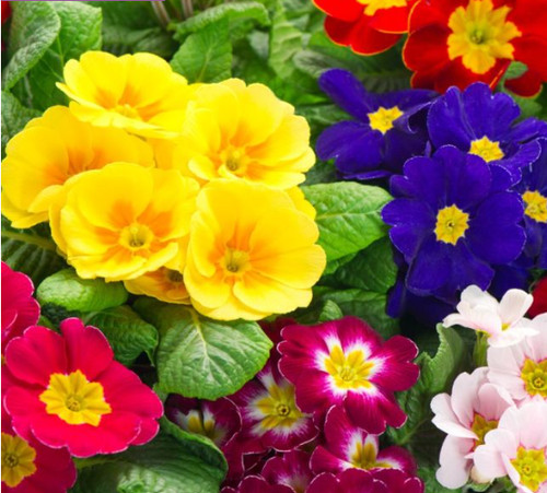 Primrose x18 fruelo - mix', |
