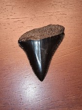 Fossilized Great White Shark Tooth
