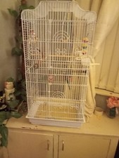 Budgie And Cage For Sale